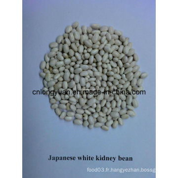 Haricots blancs blancs au sac PP (type japonais)